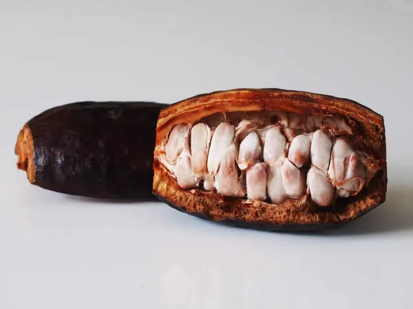 a cacao pod cut in half to show the fresh beans inside on a white background