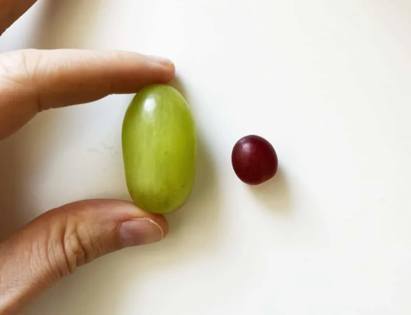 a large green grape next to a small round purple grape