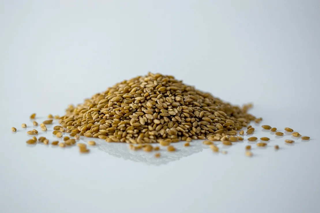 a pile of uncooked einkorn on a white background