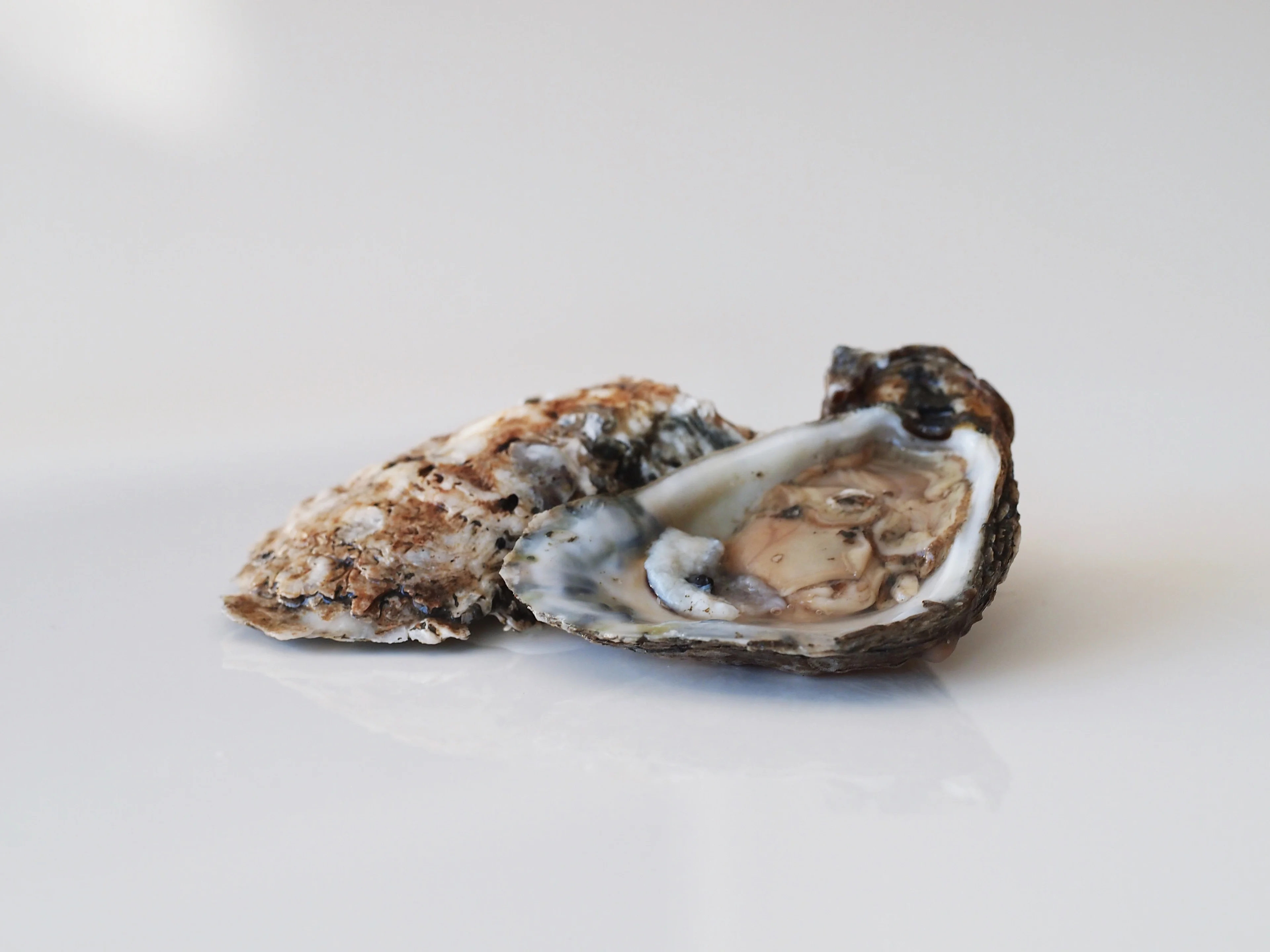a photograph of a raw oyster