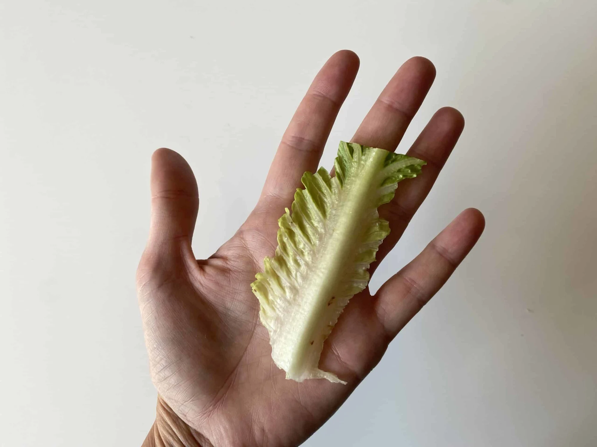 a romaine rib for babies 6 months+