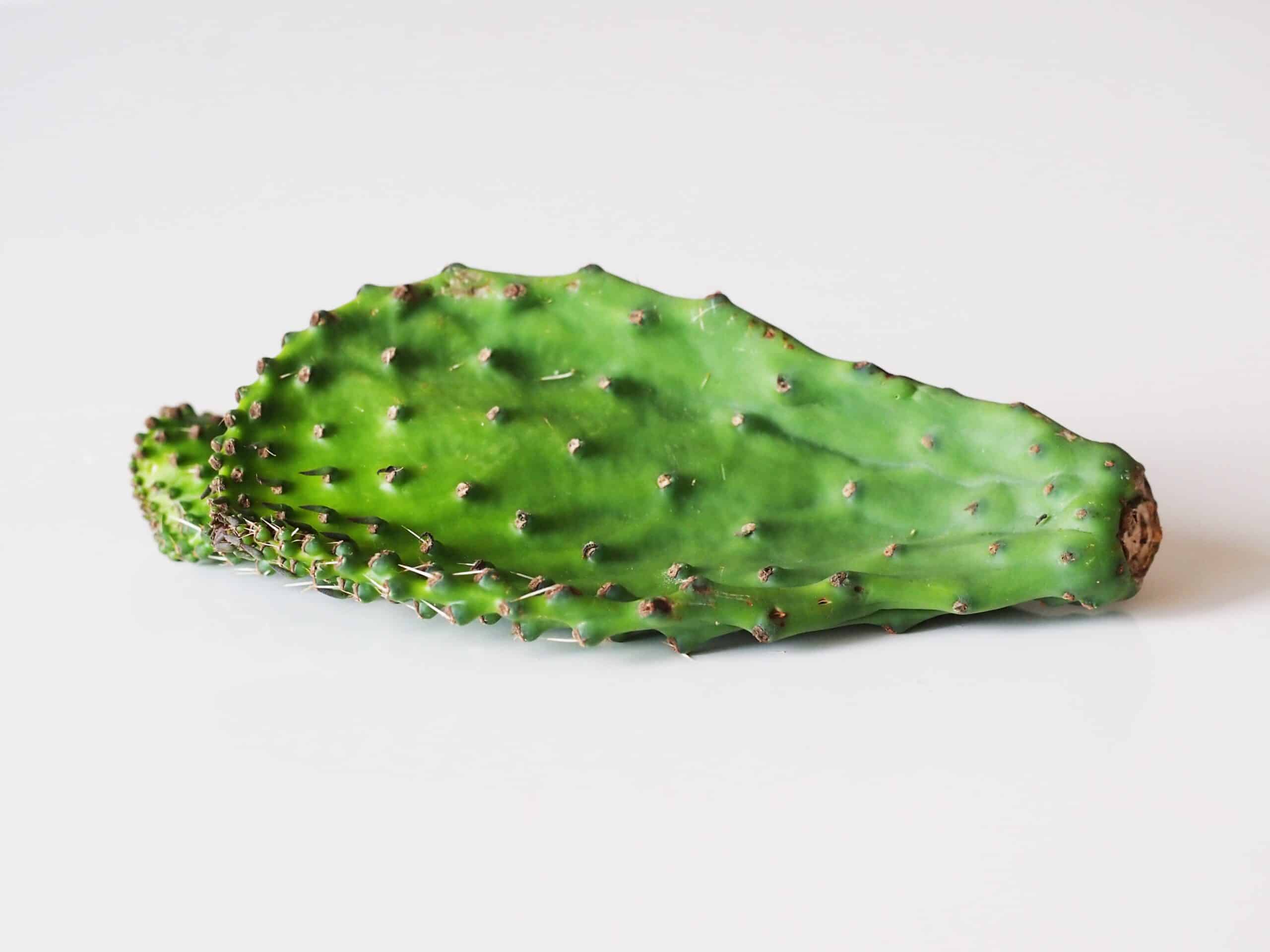 Nopales (Cactus de Tuna)