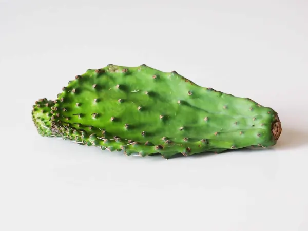 nopales, raw on a white table