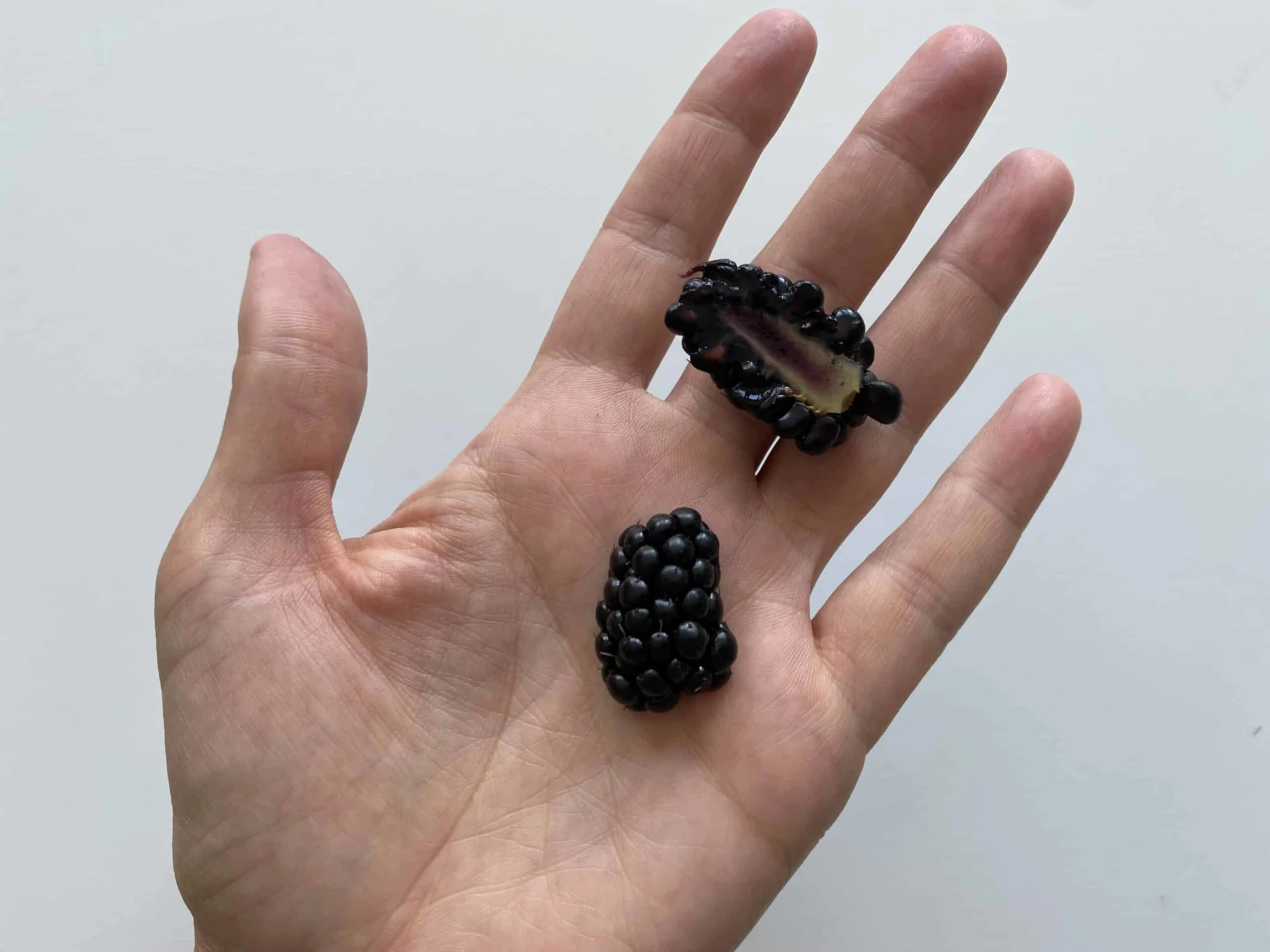 a hand holding two ripe, soft blackberry halves