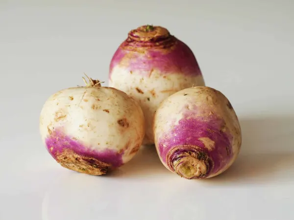 three whole raw turnips ready for preparing for babies starting solids
