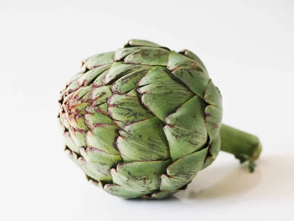 an artichoke flower before being prepared for babies starting solids