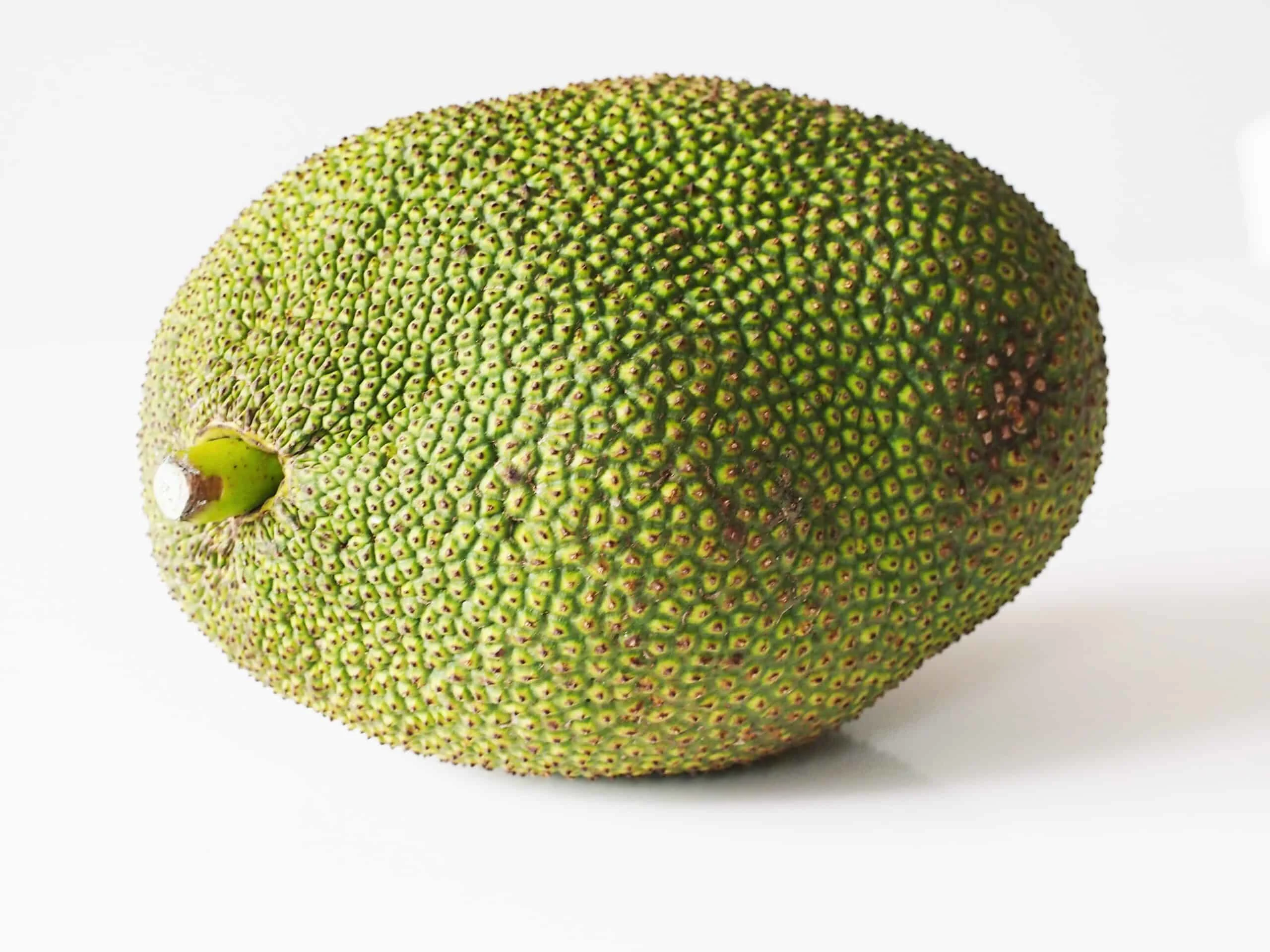 a large whole jackfruit ready to be prepared for babies starting solids