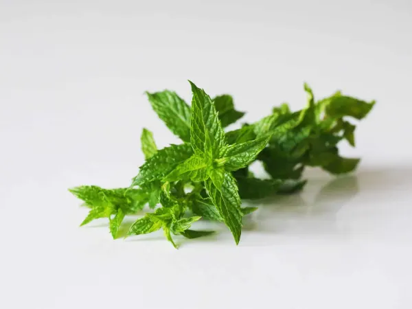 a sprig of fresh mint before being prepared for babies starting solid food