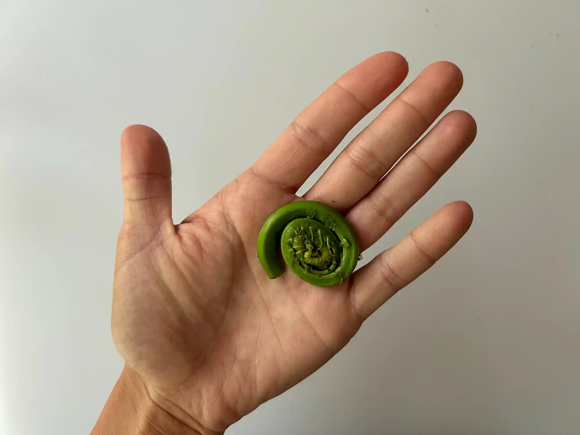 a photograph of a hand holding a large cooked fiddlehead fern coiled in the palm