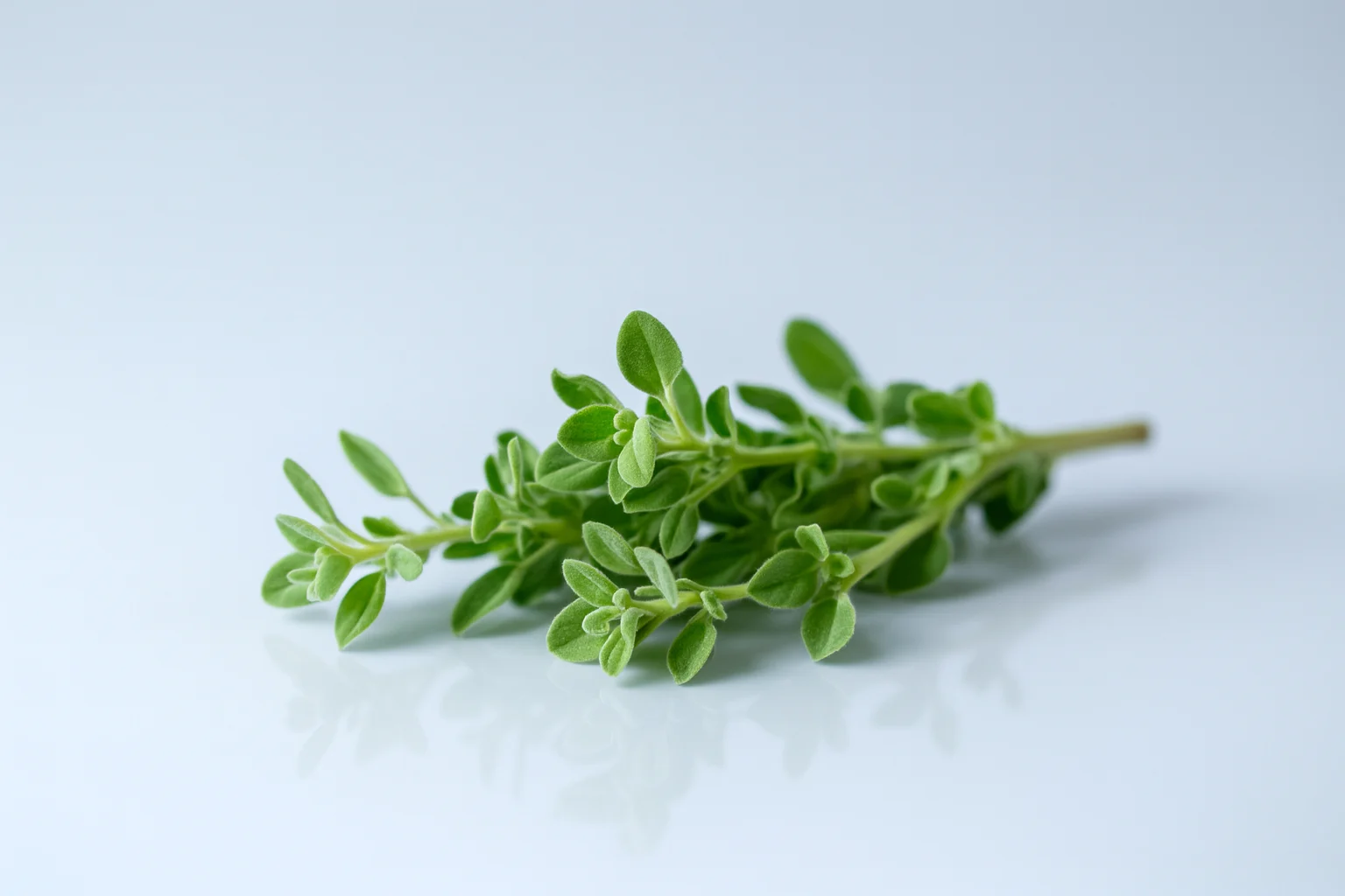 a photograph of a bunch of fresh marjoram sprigs