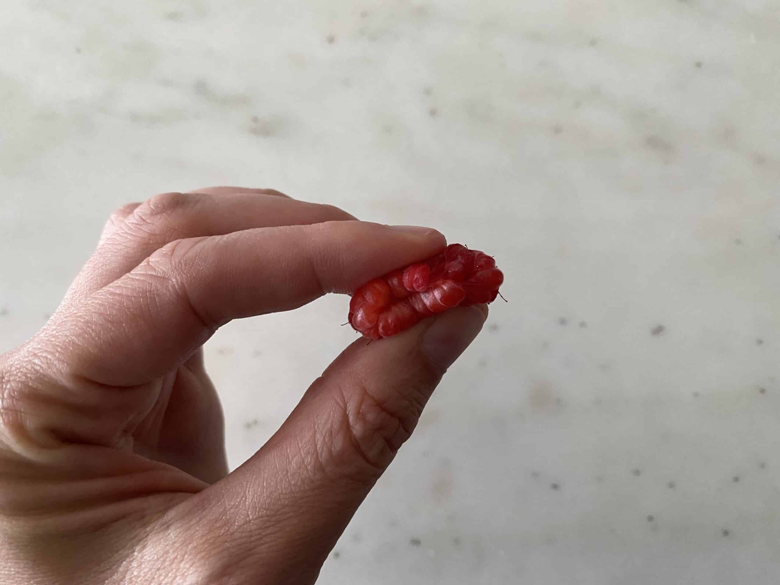 a raspberry being pressed between thumb and forefinger for babies 6 months+