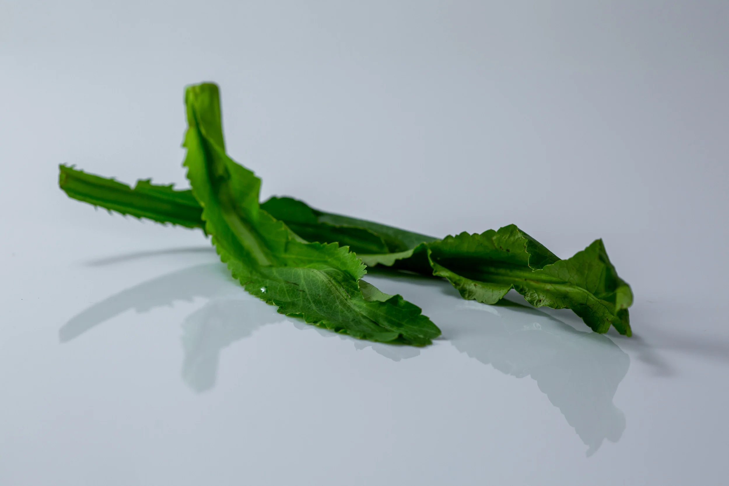 a photograph of two whole raw culantro leaves