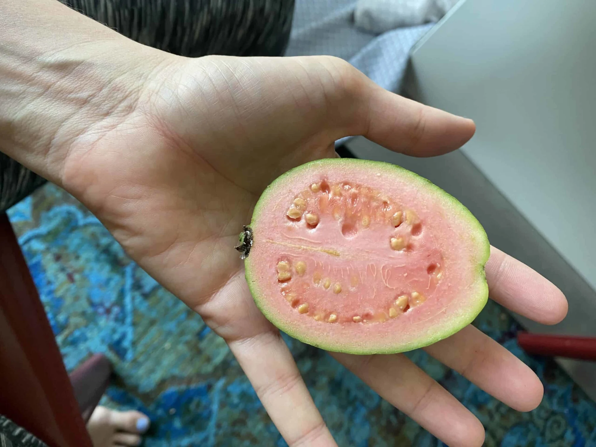 a pink guava in an adult palm before being prepared for babies starting solids