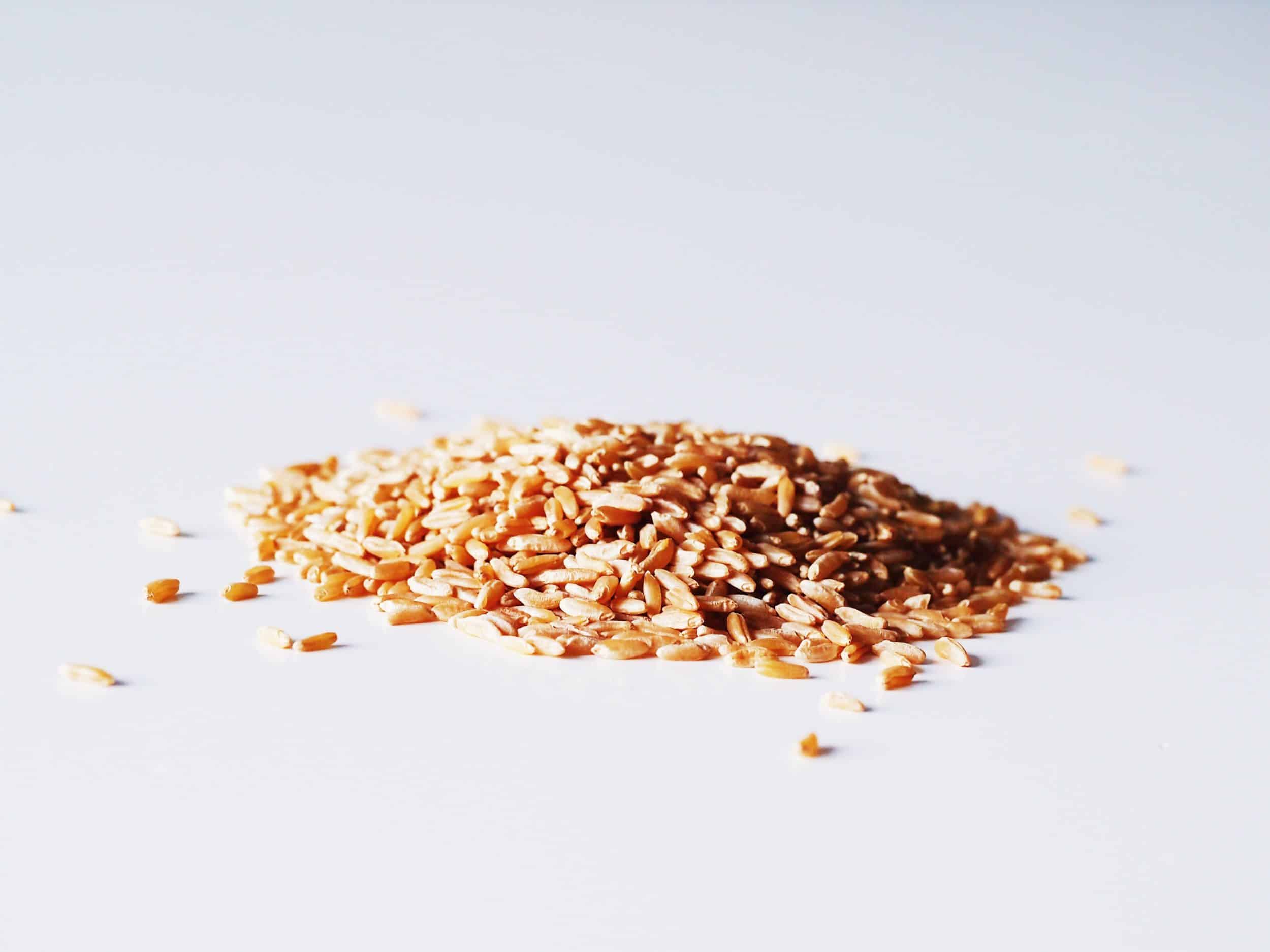 Khorasan Wheat (Kamut)