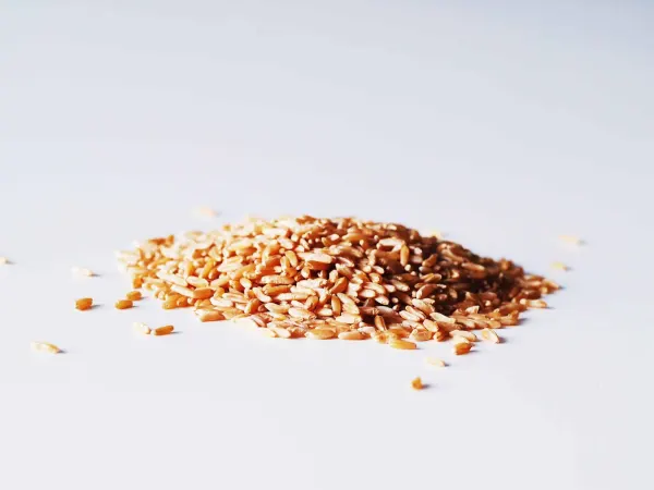 a pile of Khorasan Wheat (Kamut) on a table before being prepared for babies starting solid for