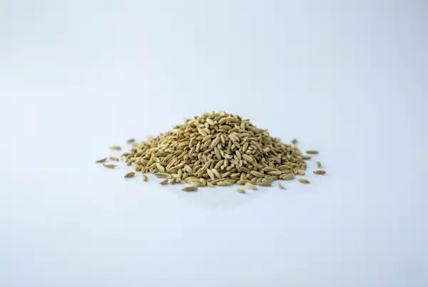 a photograph of a small pile of whole fennel seed 