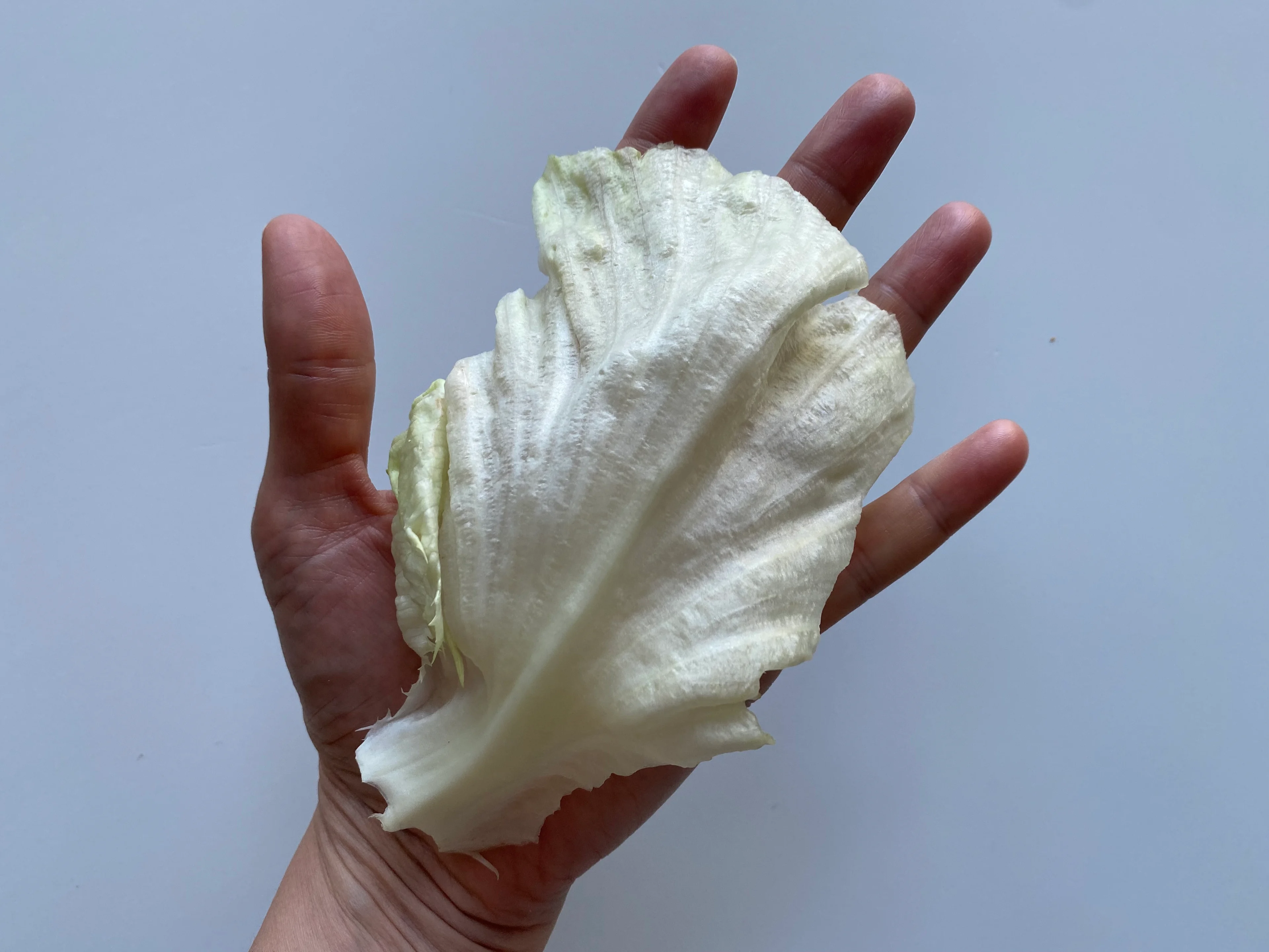 Iceberg Lettuce rib for 6 months