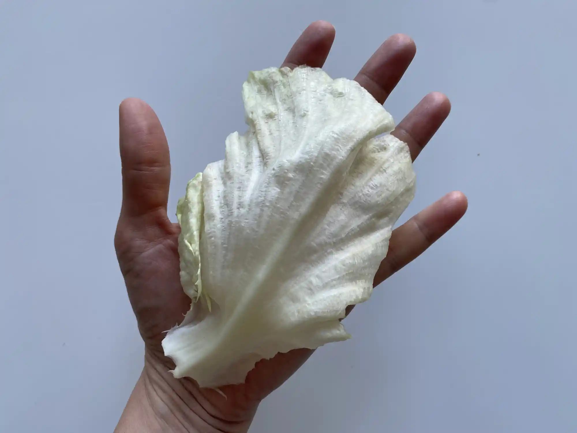 a hand holding a large rib of iceberg lettuce with most of the floppy part torn off
