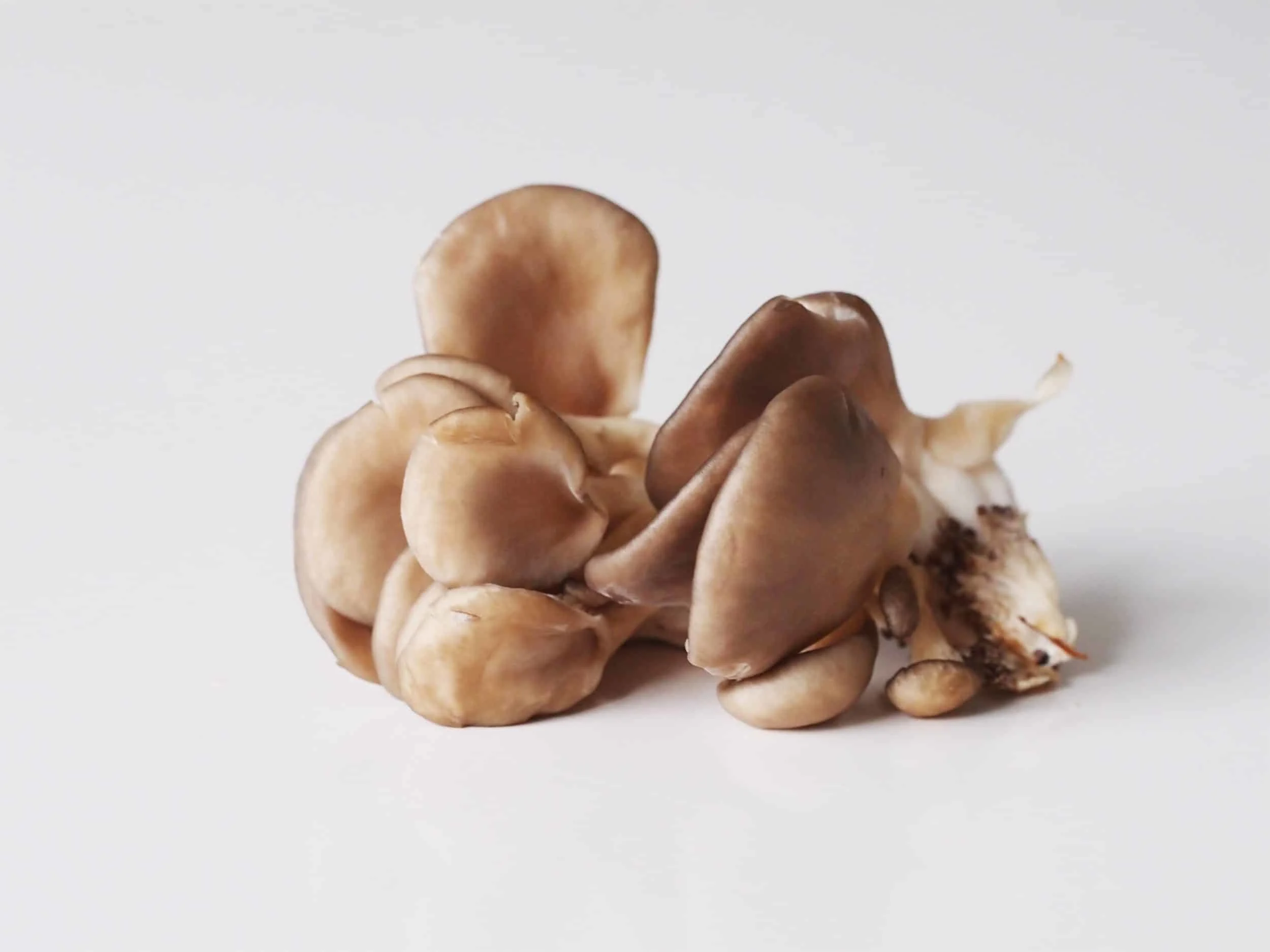 oyster mushrooms before being prepared for babies starting solids