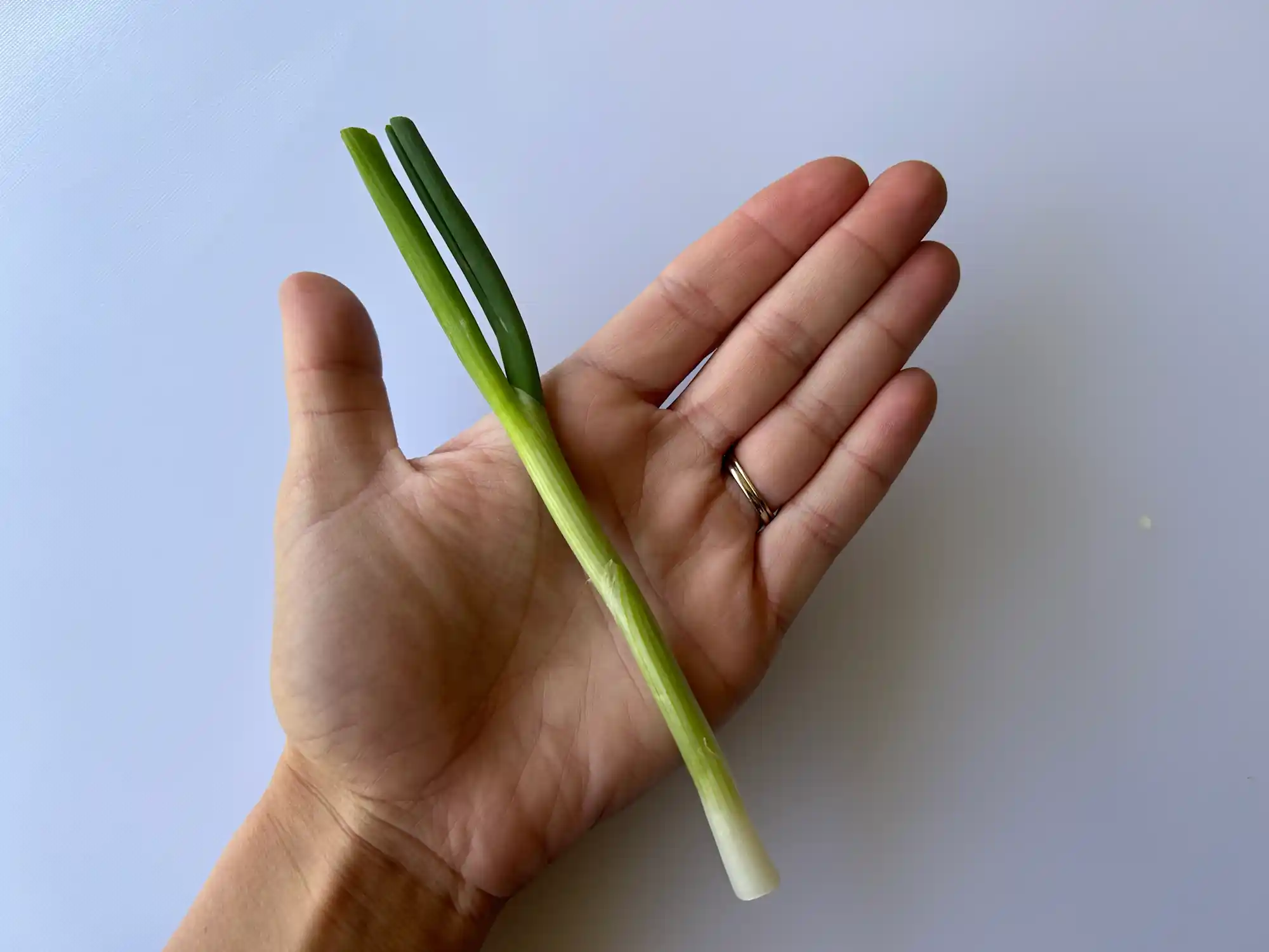 a photo of a hand holding a whole raw scallion in the palm