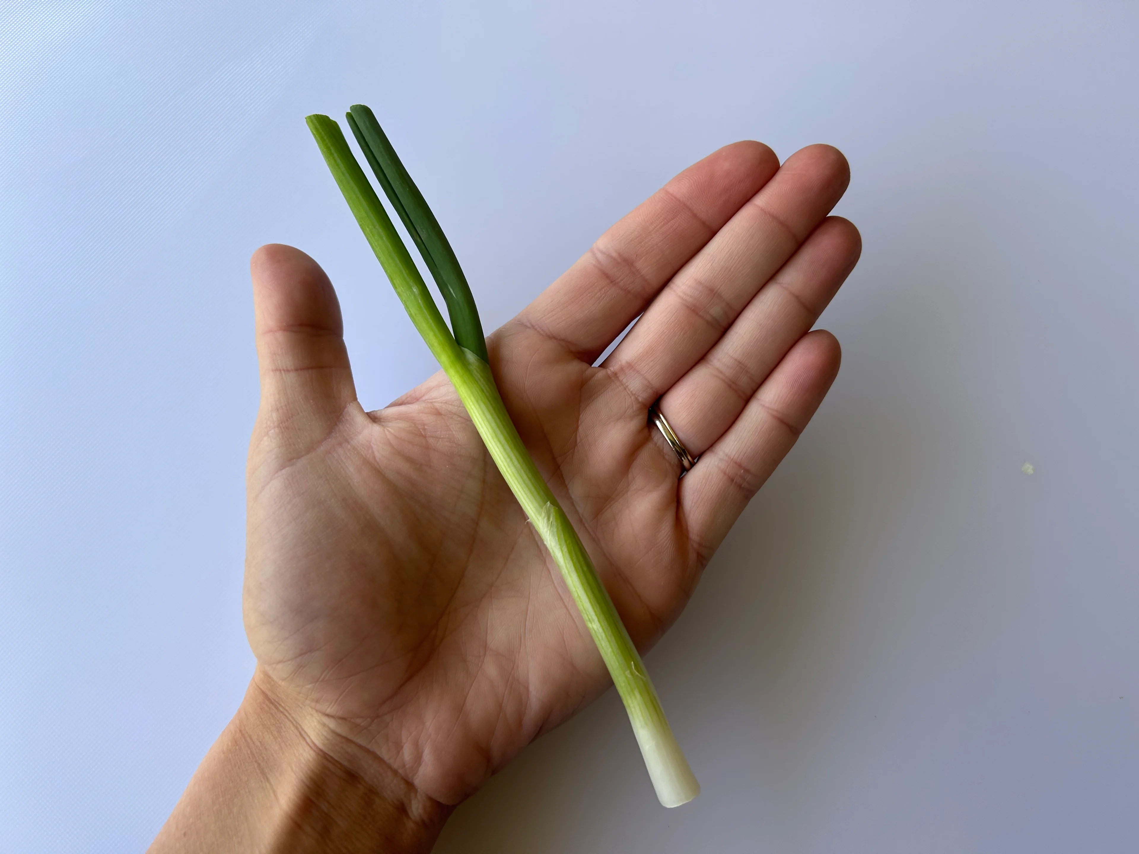 Scallion whole hand pic