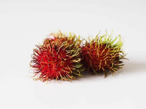 Fresh rambutan in its hairy skin before being prepared for babies starting solids