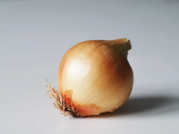 a yellow onion before being prepared for babies starting solids