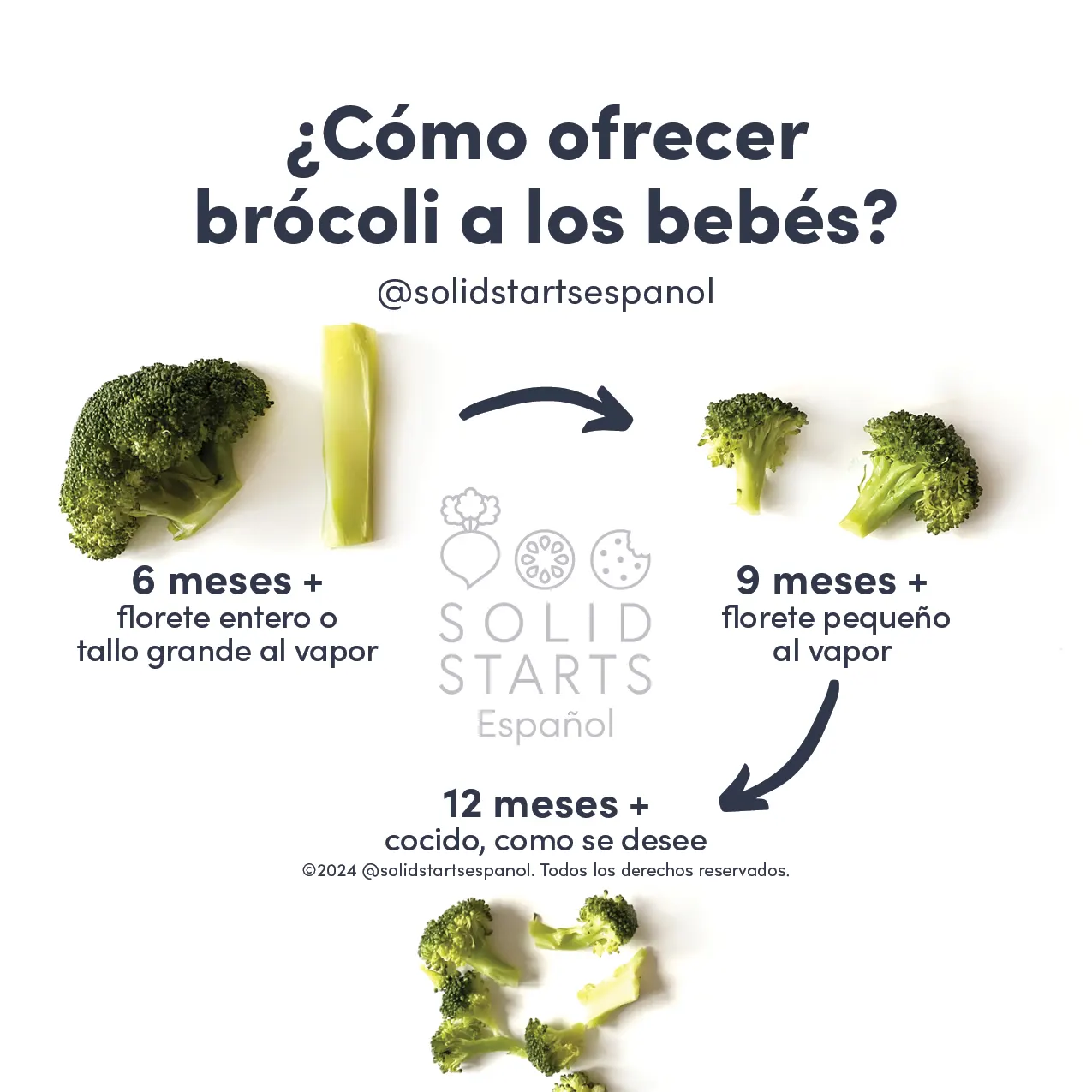 an infographic describing how to prepare broccoli for babies: large steamed florets or stalks for babies 6 months+, smaller steamed florets for babies 9 months+, and bite-sized pieces, which can be cooked less, for toddlers 12 months+