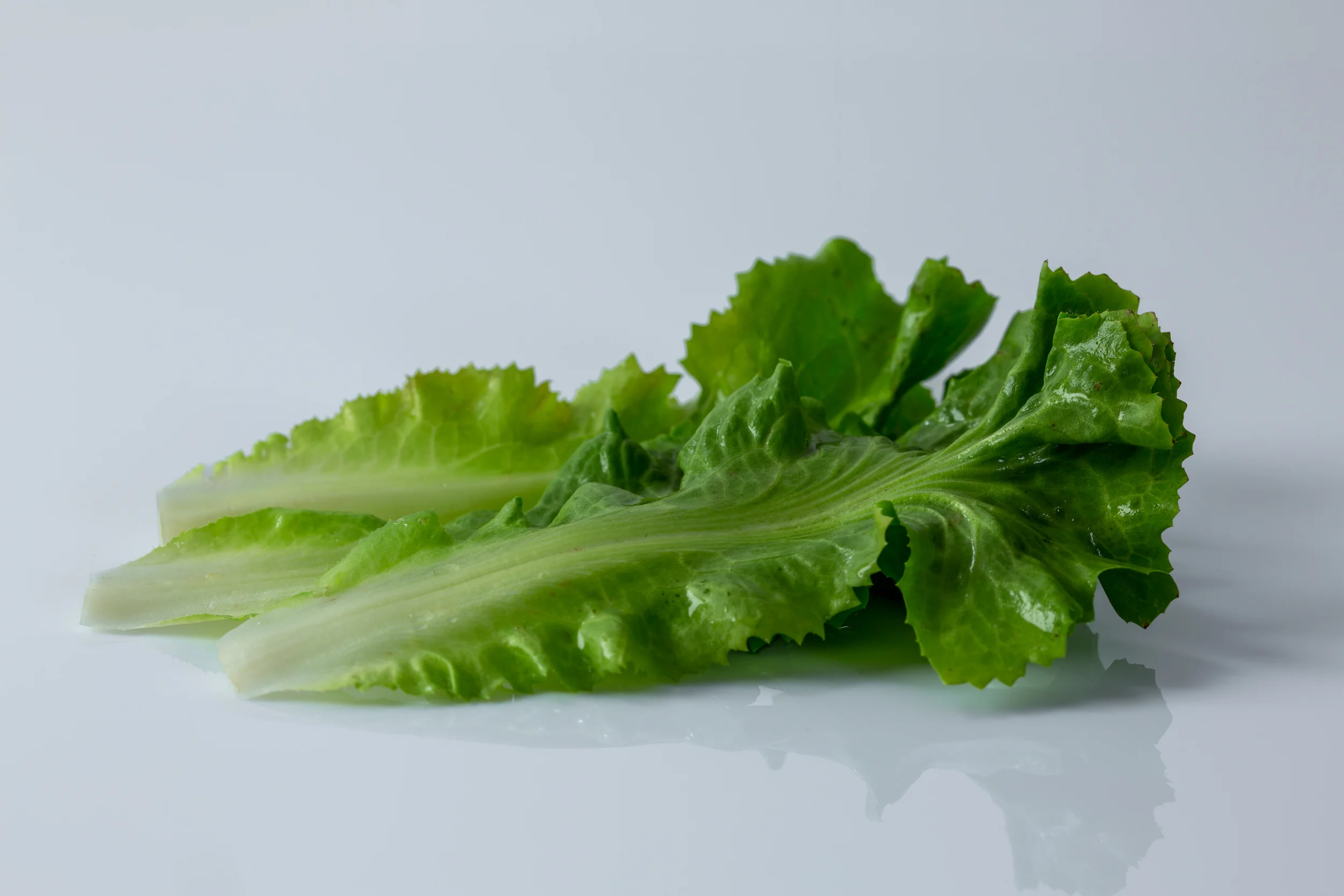 a photograph of a few raw leaves of escarole on a white background