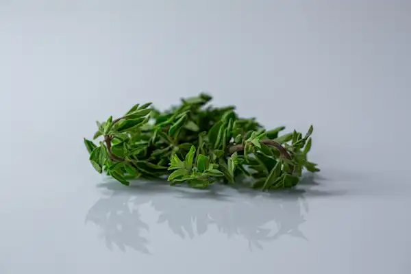 a photograph of a bunch of fresh oregano on a white background