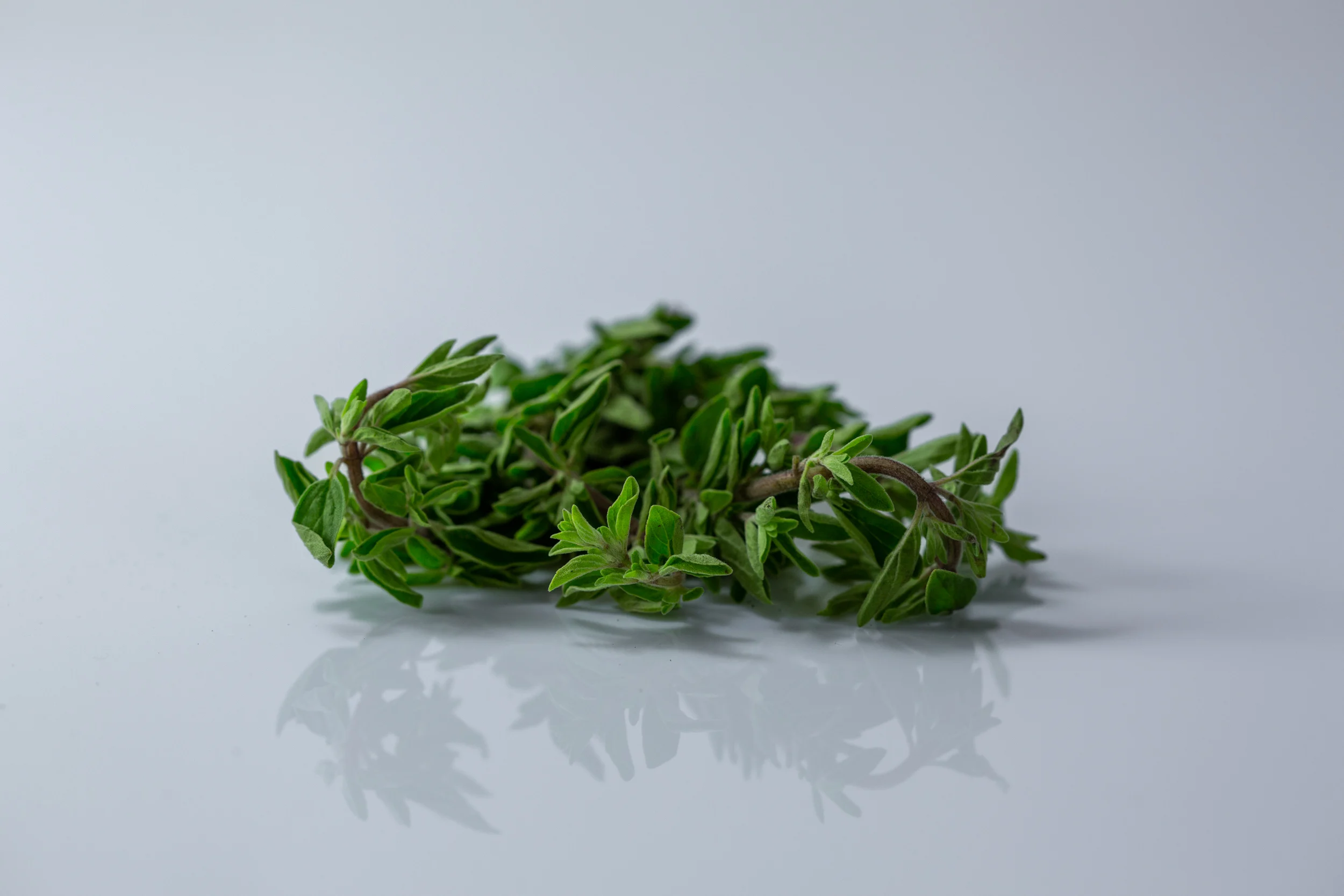 a photograph of a bunch of fresh oregano on a white background