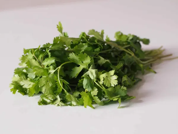 a bunch of cilantro before being prepared for babies starting solids