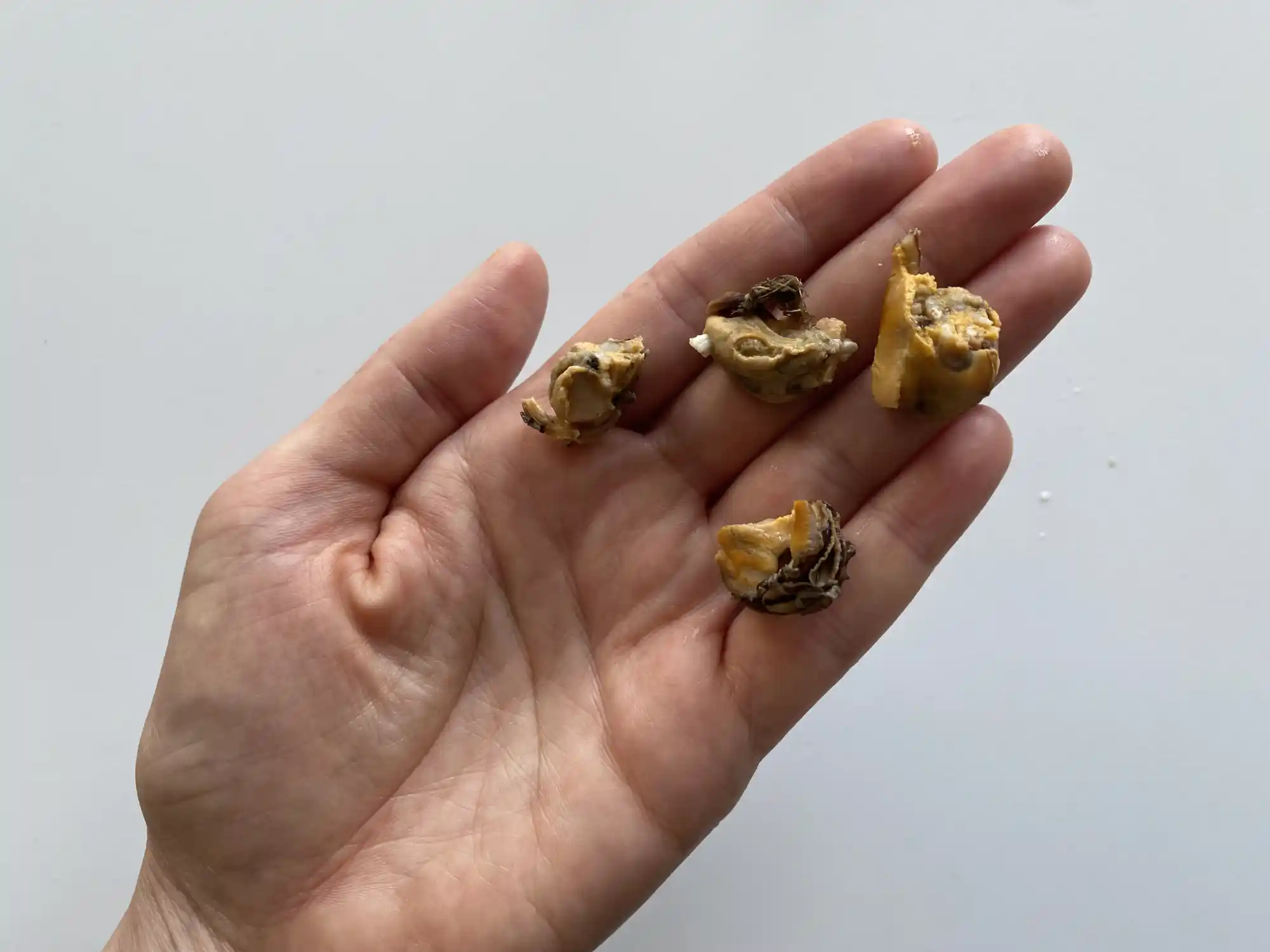 a hand holding four cooked bite-sized pieces of mussel for toddlers 18 months+