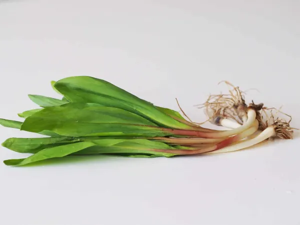 fresh ramps on a table before being prepared for babies starting solid food