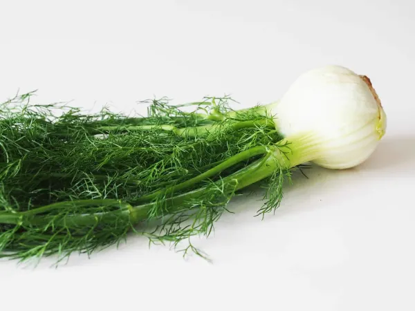 a whole fennel plant ready to be prepared for babies starting solids