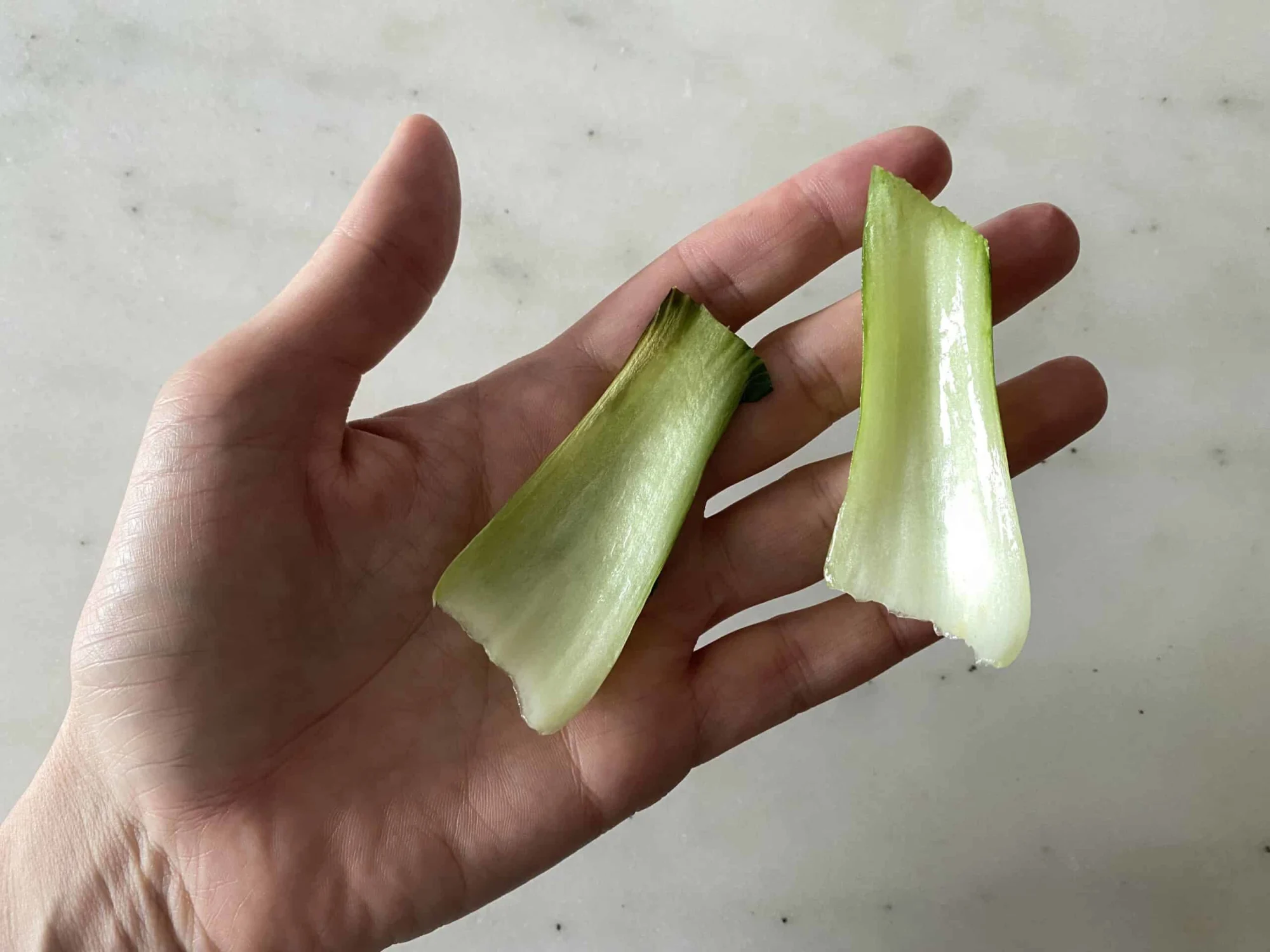 Cooked whole bok choy ribs in the palm of an adult hand