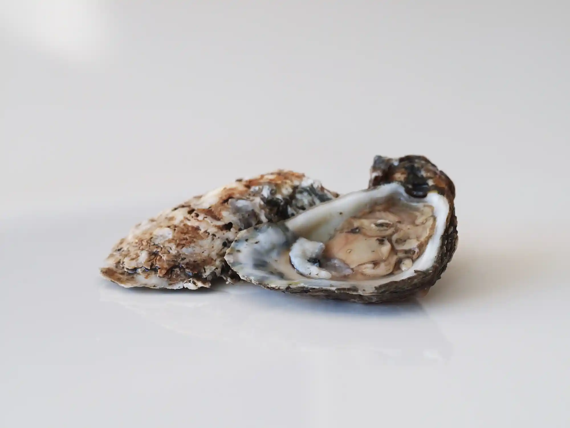 Can Babies Eat Oysters? Solid Starts