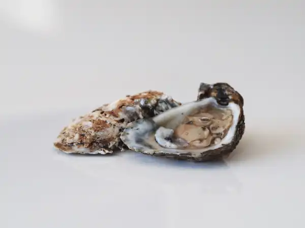 two halves of an oyster, one shell up and one shell down, on a white background