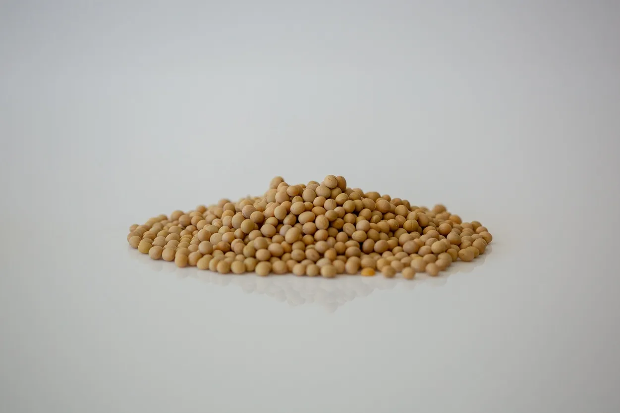 a photograph of a small pile of dry uncooked mature soybeans