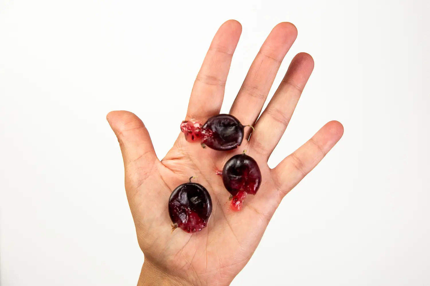 a photograph of a hand holding three large flattened gooseberries in the palm