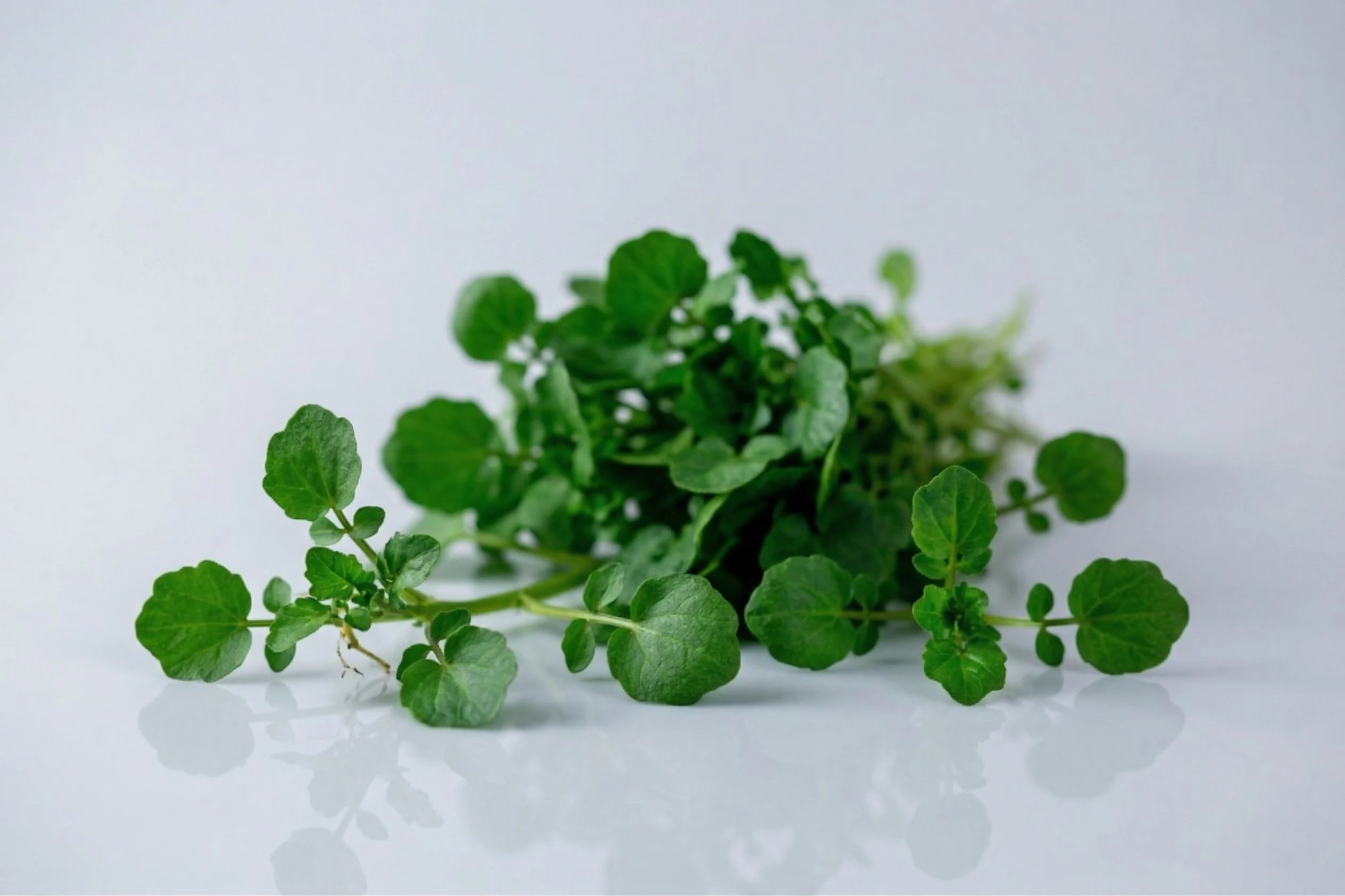 A bunch of fresh watercress with small, round dark green leaves on thin stems, spread on a white reflective surface against a light grey background.