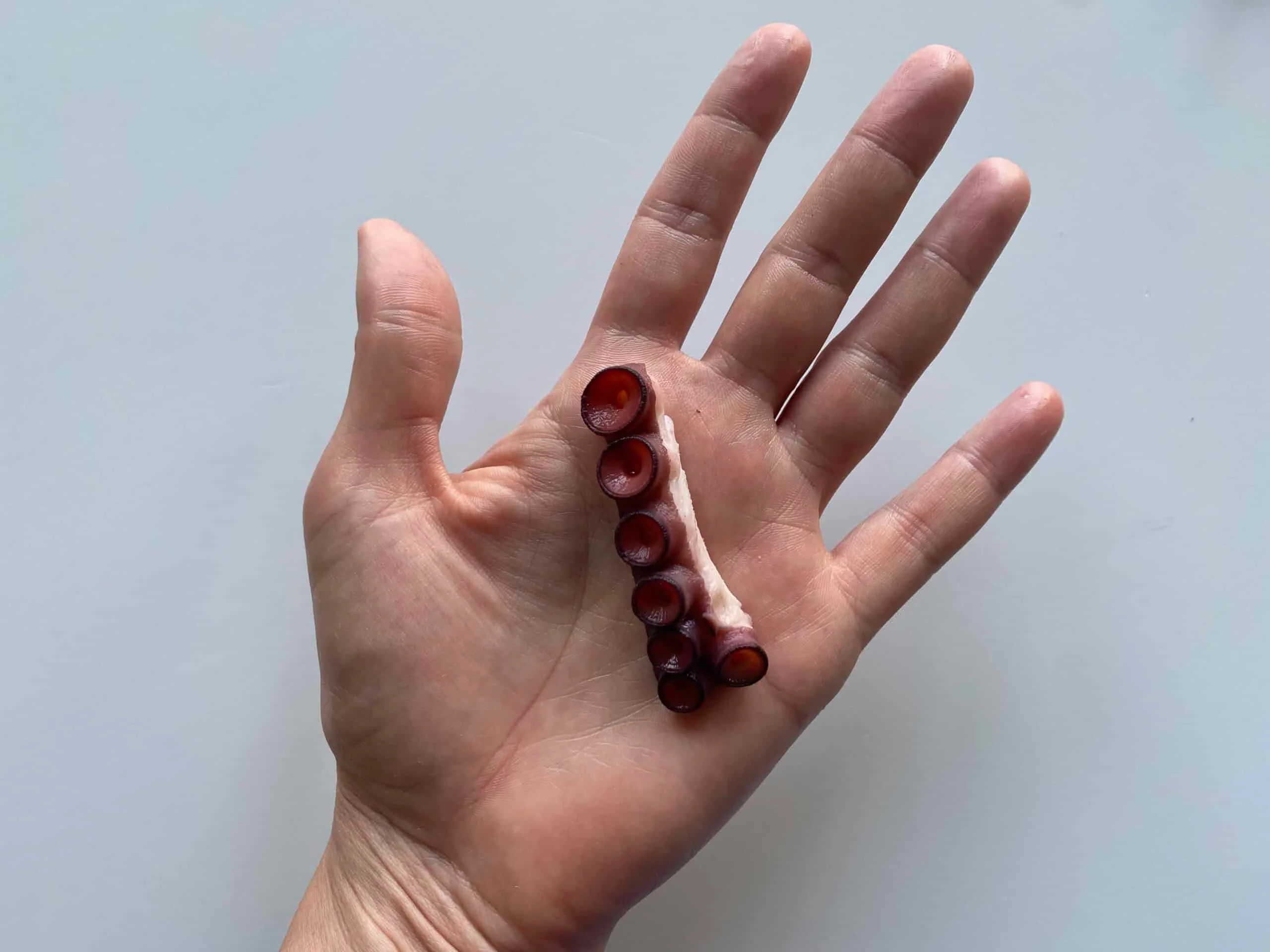 Octopus matchstick slice Solid Starts