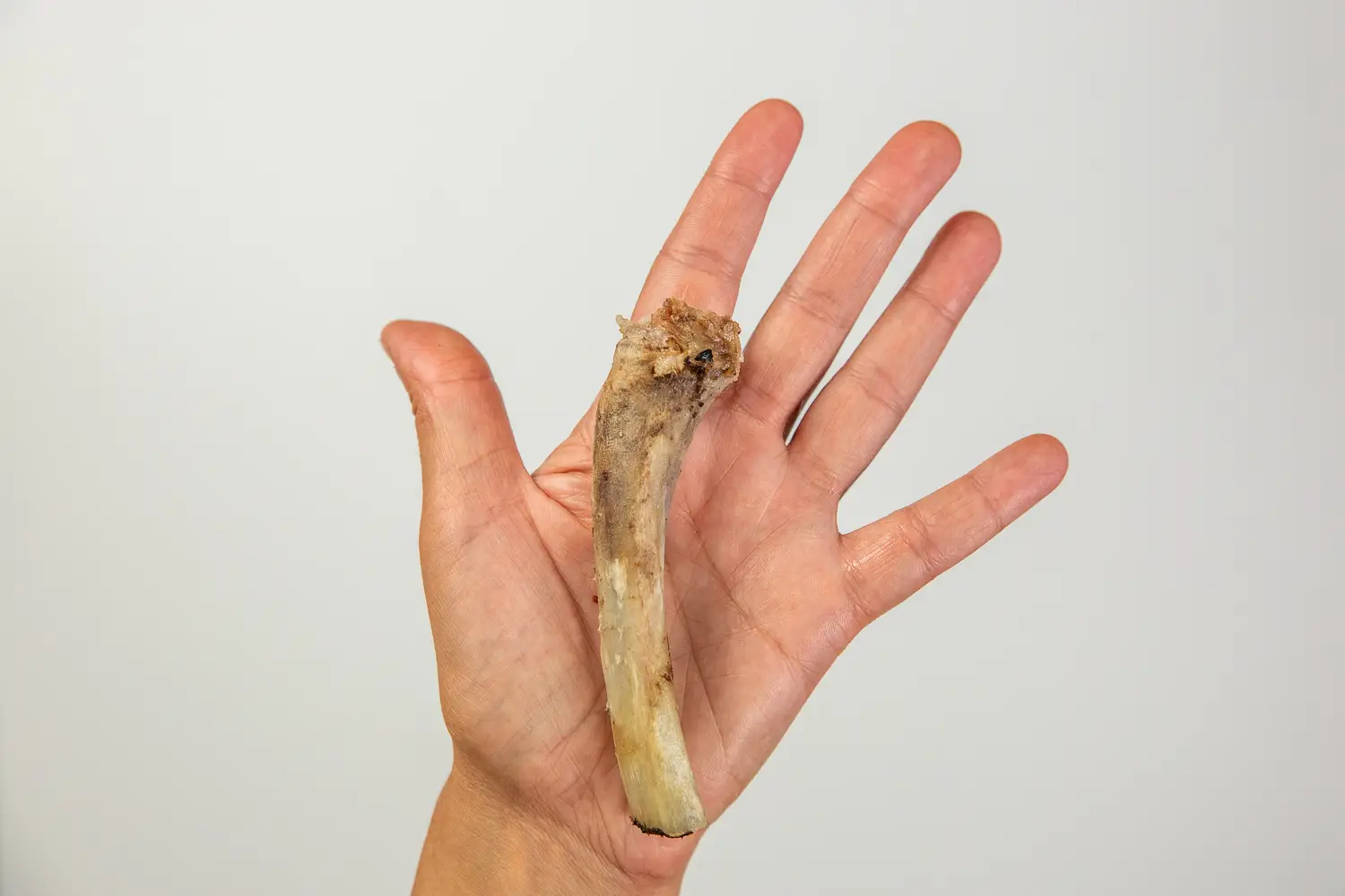 a photograph of a hand holding a cleaned spare rib bone