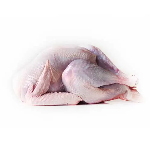 a photograph of a whole raw turkey on a white background