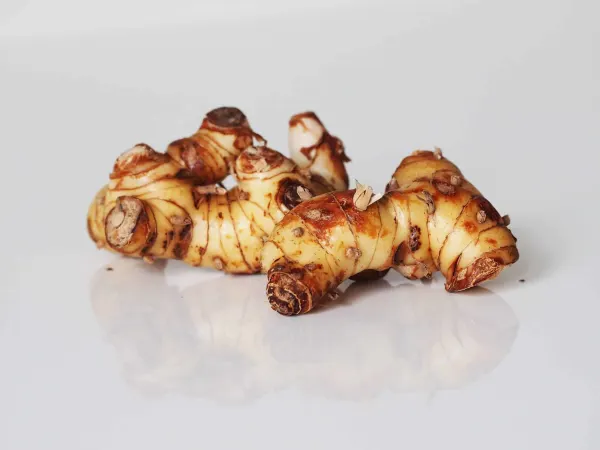a whole raw piece of galangal ready to be prepared for babies starting solids