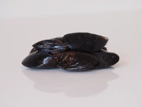 a small pile of whole mussels in the shell on a white background