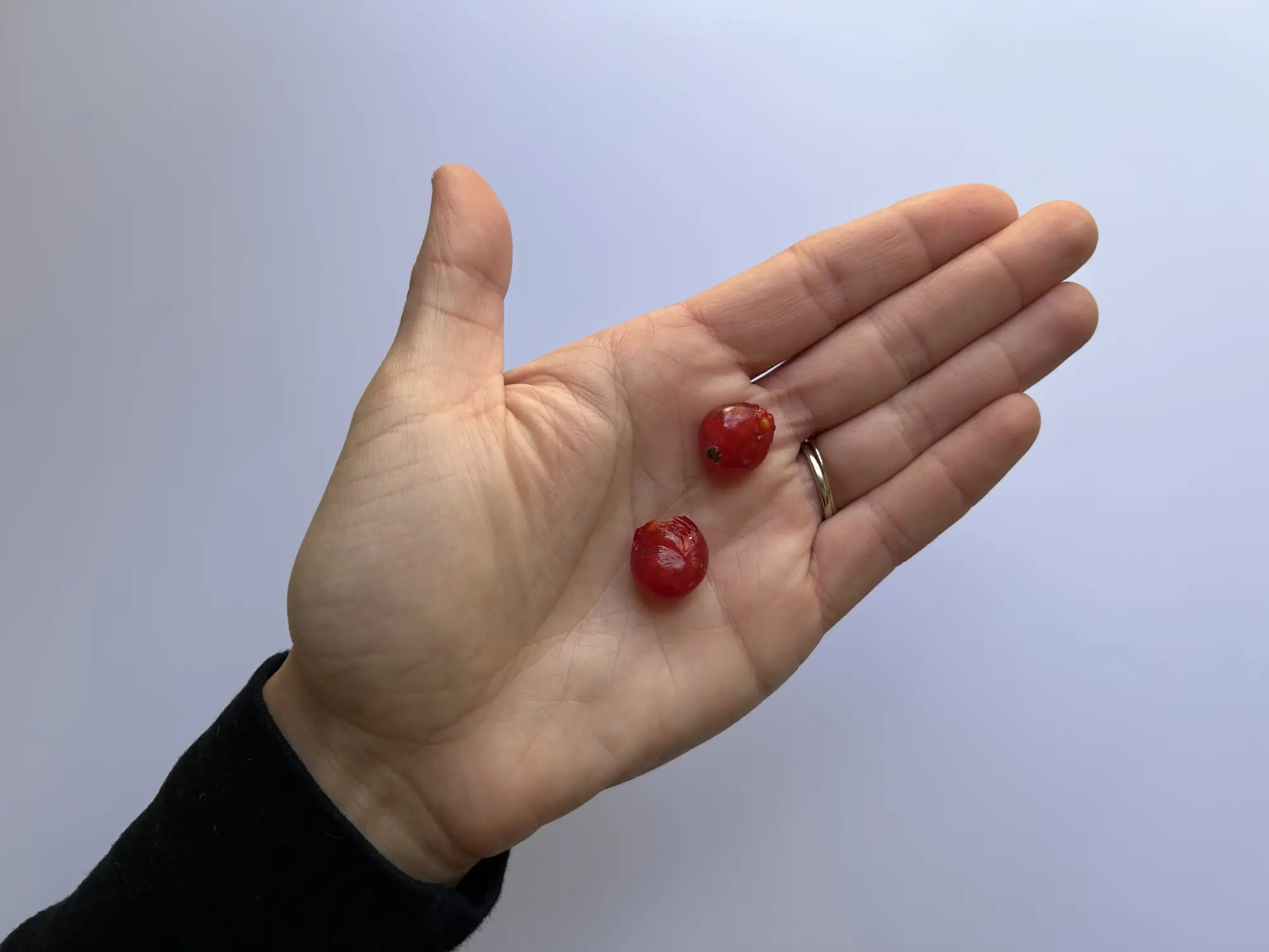 a hand holding two flattened currants in the palm