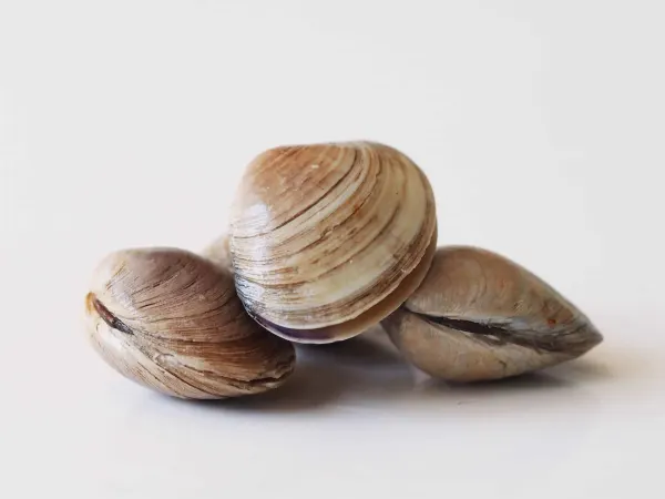 a photograph of three whole raw clams ready to be cooked on a white background