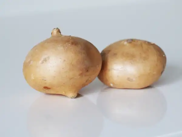 two whole raw jicamas on a white background