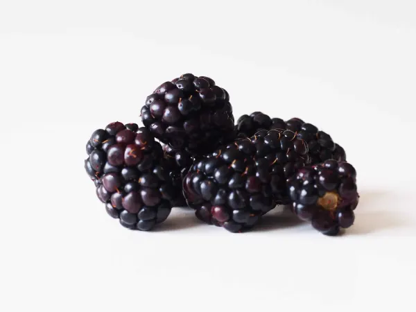 a pile of blackberries before being prepared for babies starting solids